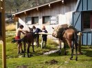 Mule au refuge de Bassies